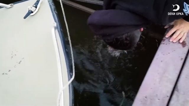 Щука НА РЕЗИНУ. Фиолетовый Твистер ORKA 14 см. Рыбалка с Деки Орка. Ловля Щуки смотреть онлайн