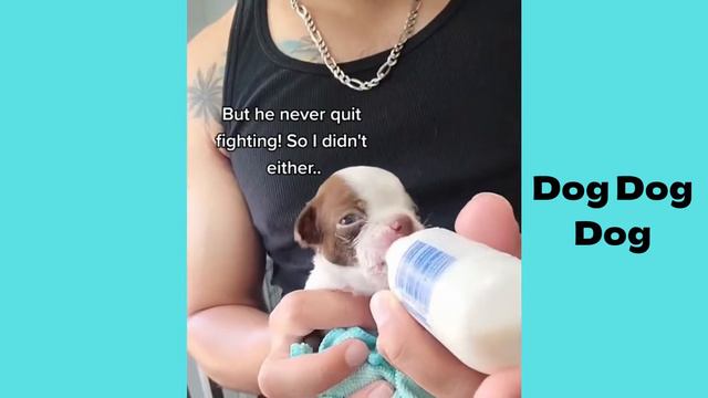 Boston terrier puppies | Funny and cute dog compilation in 2022 смотреть онлайн