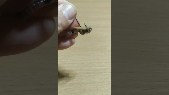 Как насадить червя и опарыша на крючок. How to put a worm and maggot on a hook. #рыбалка #fishin смотреть онлайн