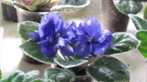 ДЕТКИ ФИАЛКИ ЦВЕТУТ. КОГДА ФИАЛКАМ ПОРА ЦВЕСТИ.