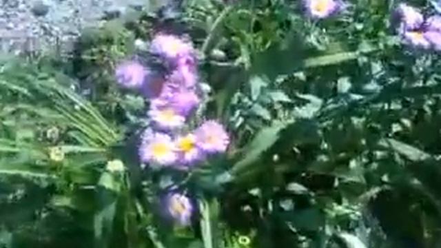 Танец бабочки капустницы и розовой ромашки! смотреть онлайн