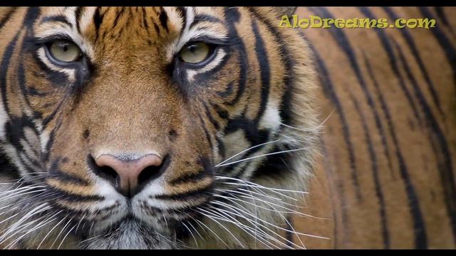 Dreams about Tigers - Meaning & Interpretation смотреть онлайн