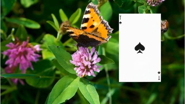 1 Туз Пик смотреть онлайн