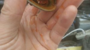 Замена термостата на Пежо эксперт, Ситроен джампи, Фиат скудо