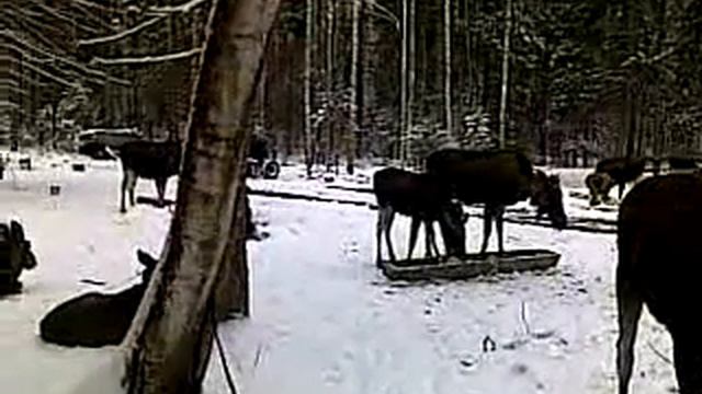 сумароковская лосеферма (Костромская область) смотреть онлайн