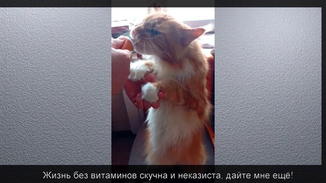 Мейн кун Степа. Вы витамины дайте мне... смотреть онлайн