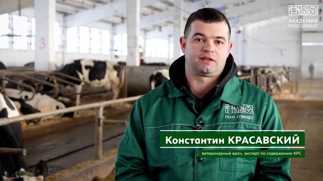 Обработка копыт. Часть 1 смотреть онлайн