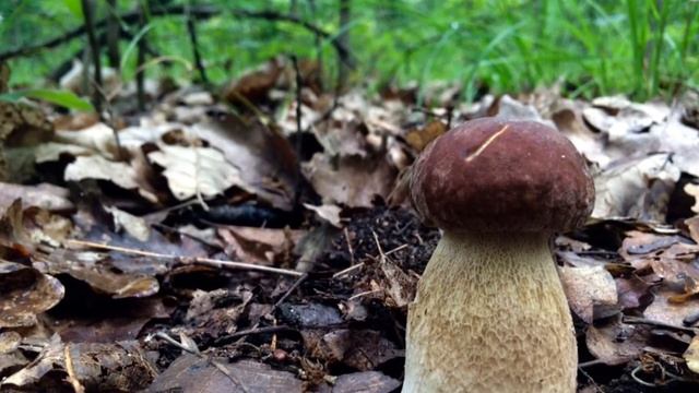 Best of Mushroom 2016 - Gombás képek válogatás 2016 смотреть онлайн