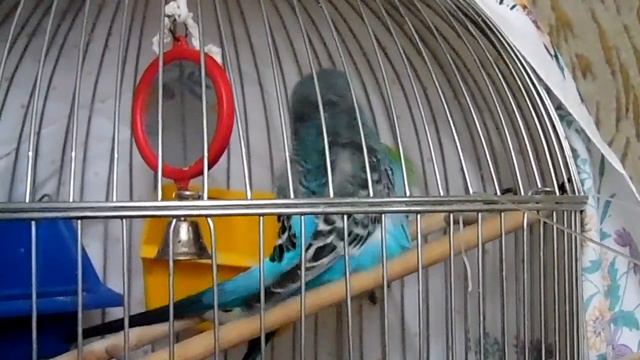 Попугаи Кеша и Чика любезничают смотреть онлайн