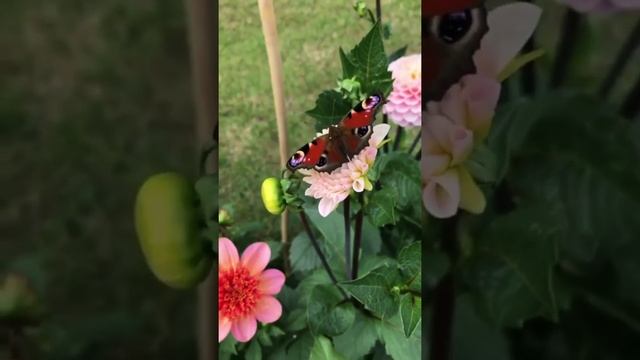 Watch this Peacock Butterfly Aglais io, the European peacock, found in Europe & Asia. смотреть онлайн