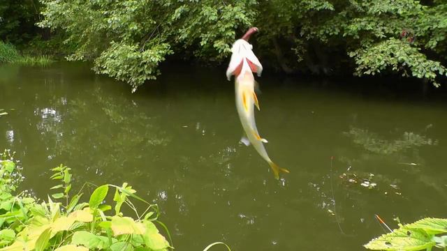 Поклёвки на поплавочную удочку на речке. Рыбалка. Fishing angeln câu cá memancing wędkarstwo 钓鱼 (1) смотреть онлайн