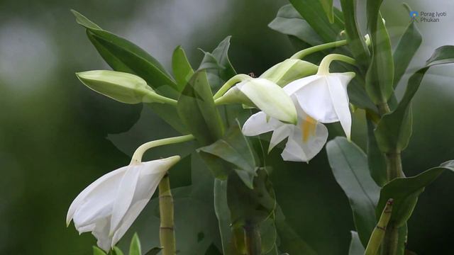 A Beautiful Orchid: Dendrobium Formosum