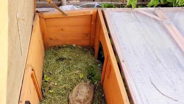 Декоративный Кролик Вислоухий Баран // Сухопутная Черепаха // Сад Весной 18 Мая 2023