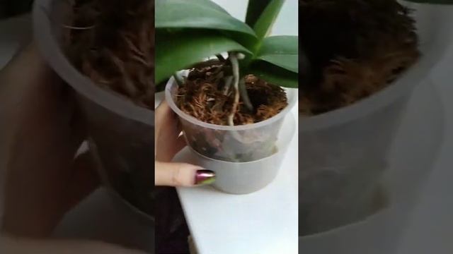 Орхидея #Панда а Панда ли??? #ЦветущаяПанда смотреть онлайн