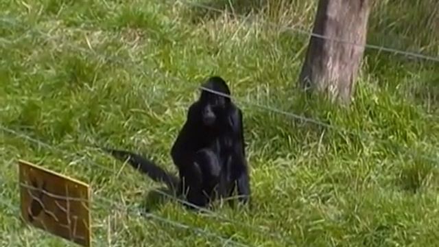 A.K.5000 Black-Headed Spider Monkey смотреть онлайн