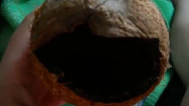 поющий кокос смотреть онлайн