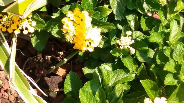 Лантана - удивительное растение. Lantana - an amazing plant. смотреть онлайн