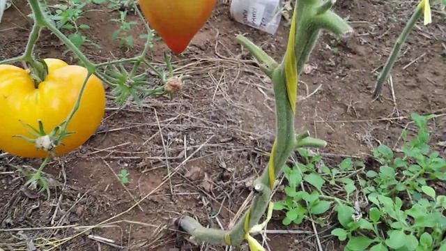 Томаты из бумбушечек ☺️ и махровых цветов