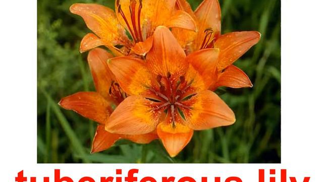 Английский для детей Plants flowers 1 смотреть онлайн