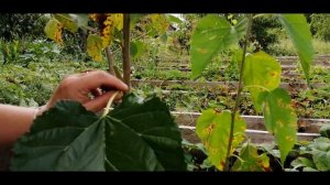 Окулировка почкой. Прививаем шелковицу.