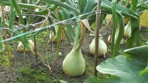 Лук Эксибишен