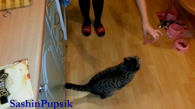 Рэмбо Кот кушает :) смотреть онлайн