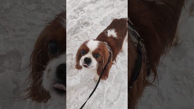 У нас в Москве 0 градусов) Гуляю, хожу и худею к лету😊😎 смотреть онлайн