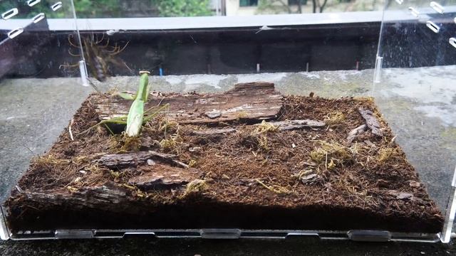 中華大刀螳螂 VS 蚰蜒，結果會怎樣？Mantis VS House Centipede смотреть онлайн