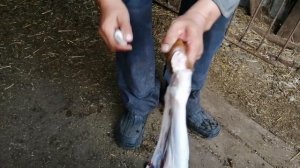 Разделка барана , Часть 1 , Костанай