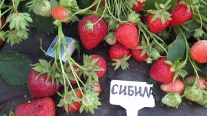 Сибила -сладкий сорт клубники- среднего срока созревания.