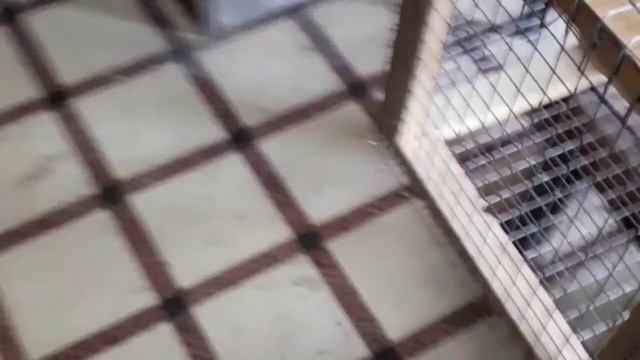 Ловушка для куницы, хори, выдры, норки.