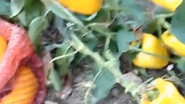 Томаты Владимира Aндерсона 17 октября