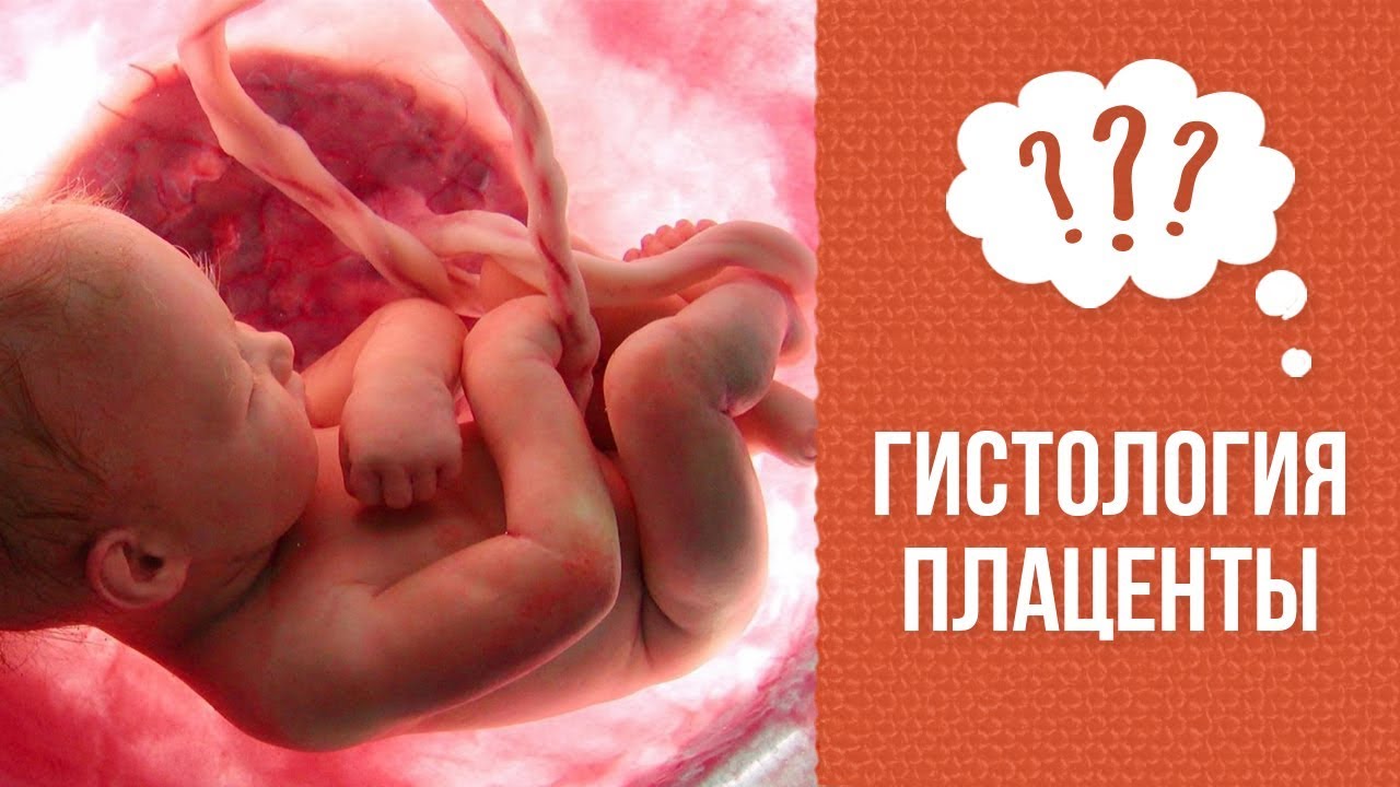 Почему нужно сдавать плаценту на гистологию смотреть онлайн