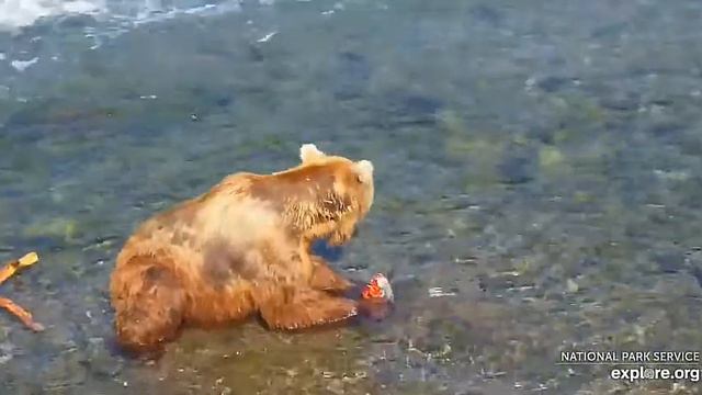 Мишка скушал рыбу, пошел новую порцию ловить#Katmai National Park, Alaska 2023 смотреть онлайн