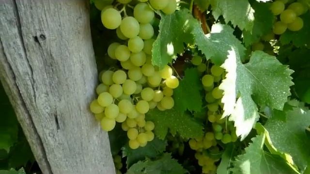 Фаза созревание ягод винограда. смотреть онлайн
