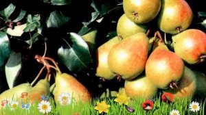 Груша плодовая Лада ? Обзор: посадка и уход. саженцы, крупномеры груши Лада: описание и особенности