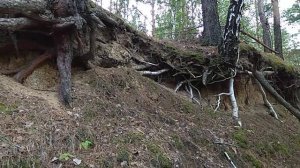 КОРНЕВАЯ СИСТЕМА ДЕРЕВА! корни КАК ПОДПОРКИ или НОГИ! Как дерево решает, КАКИМ корням толще БЫТЬ!?!