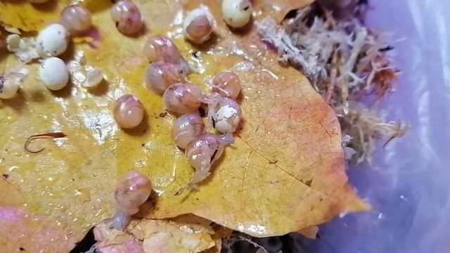 #ulitki #achatina_immaculata #отдам_в_хорошие_руки #ахатина_иммакулята #с_п_б смотреть онлайн