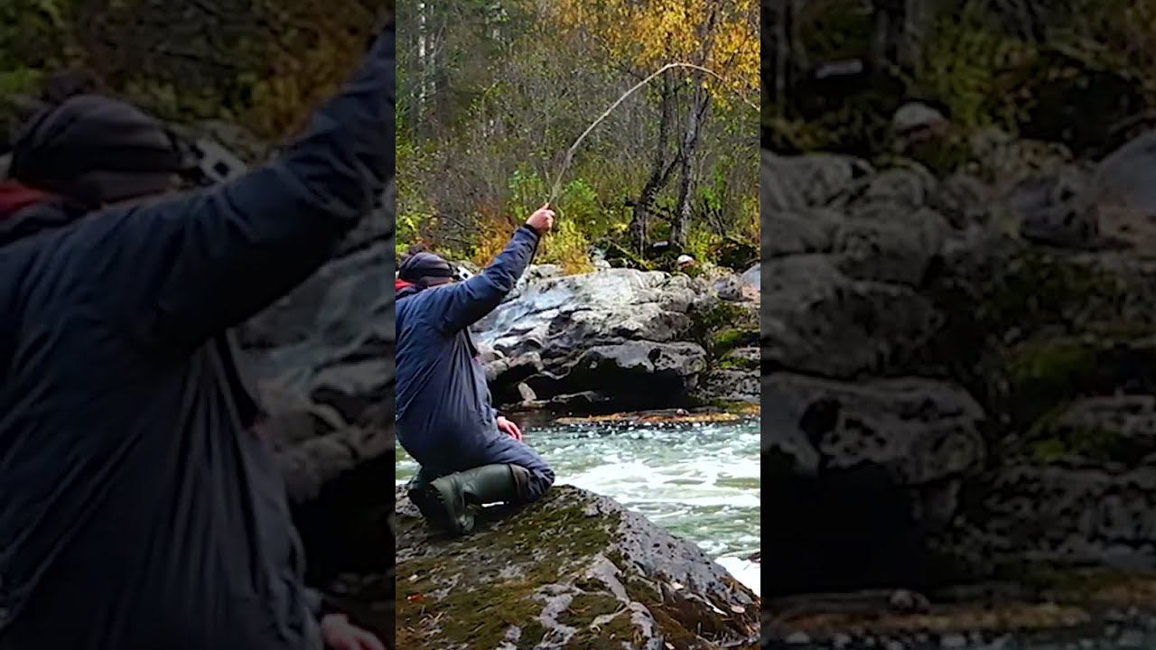 РЫБАЛКА НА ПАЛКУ! ОСЕННЯЯ РЫБАЛКА ! #Shorts #рыбалка #налим смотреть онлайн