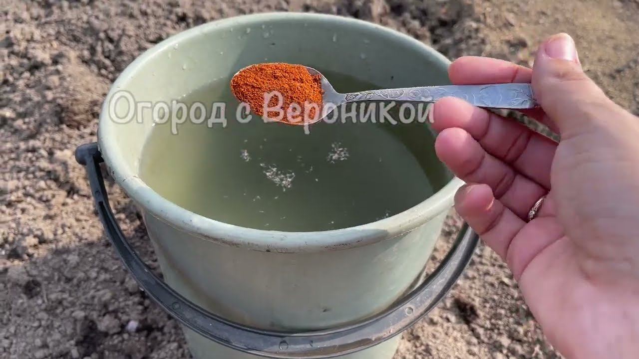 Насыпьте на грядки эту муку весной, землю не узнаете! Замена тоннам навоза за копейки! смотреть онлайн