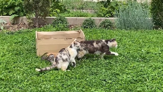 #влог Каникулы! ?Выбрались в город/Очередная мечта-прицениваюсь / HOFF/Переезд на юг/Life in Russia смотреть онлайн