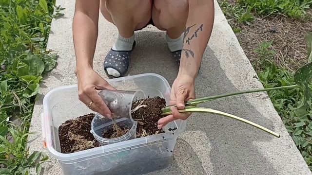 Пересадка Монстеры смотреть онлайн