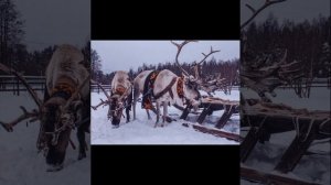 Северный олень рассказ для детей