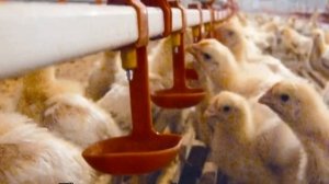 Понос у бройлеров: чем лечить в домашних условиях