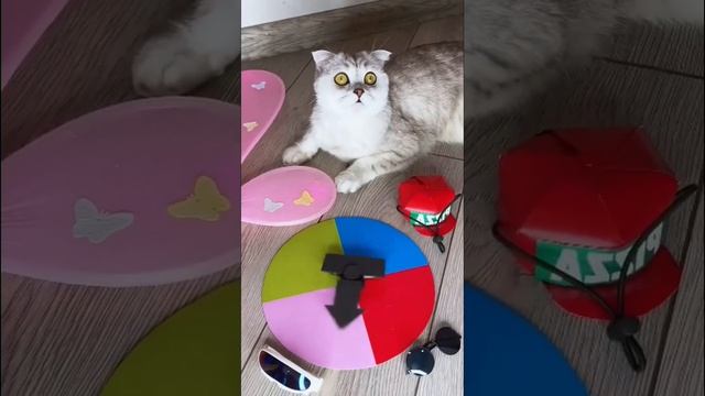 КОСПЛЕЙ ПО-КОШАЧЬИ #shorts #животные #косплей смотреть онлайн