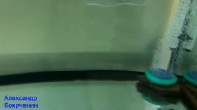 Скат - Домашнее животное смотреть онлайн