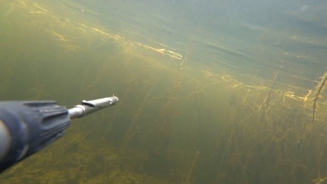 дневная подводная охота на веселовском водохранилище. осень 2022. Spearfishing