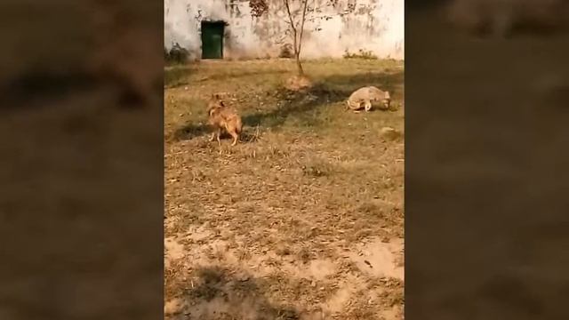 Wildlife Quiz 2018 смотреть онлайн