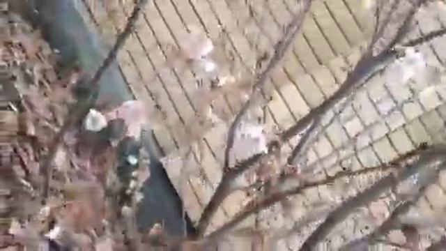Уже мороз , а сакура все цветёт смотреть онлайн