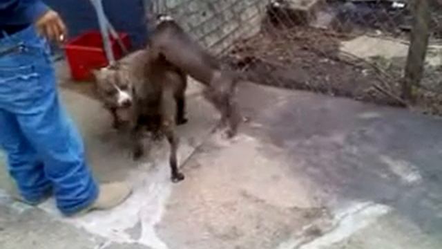 Puppy luv 2 смотреть онлайн